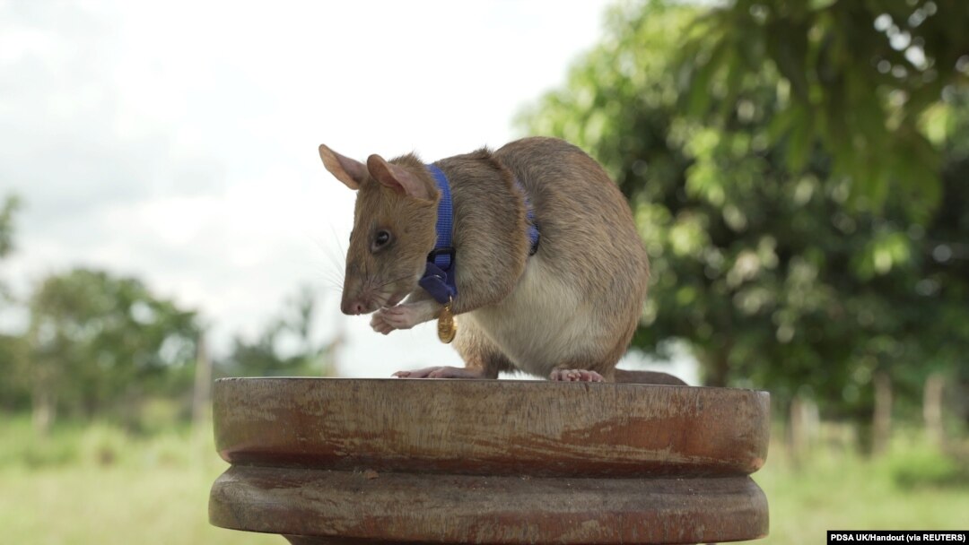 Magawa, seekor tikus penghirup bau ranjau terlihat di Siem Reap, Kamboja, (Foto: PDSA UK via REUTERS)