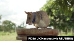 Magawa, seekor tikus pembau ranjau, digambarkan di Siem Reap, Kamboja, dalam gambar selebaran tak bertanggal ini yang diberikan kepada Reuters pada 25 September 2020. (Foto: PDSA UK via REUTERS)