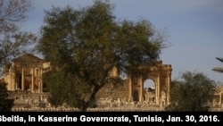 An olive tree stands at the Roman ruins site of Sbeitla, in Kasserine Governorate, Tunisia, Jan. 30, 2016. 