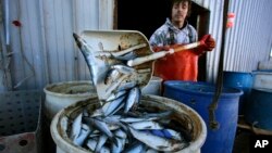 El déficit comercial de pesca en #EEUU está creciendo y la administración Trump busca reducirlo. El país importó más de 6.000 millones de libras de pescado y marisco en 2017, según la Oficina Nacional de Administración Oceánica y Atmosférica.