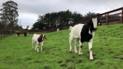 Good News Goat 2 Meeting -- USAGM