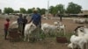 Bata Doucoure, un vendeur de moutons basé à Bamako, se tient avec ses moutons au marché aux moutons de Lafiabougou à Bamako le 13 juillet 2021.