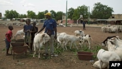 Bata Doucoure, un vendeur de moutons basé à Bamako, se tient avec ses moutons au marché aux moutons de Lafiabougou à Bamako le 13 juillet 2021.