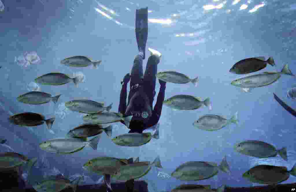 A diver swims among fish at the S.E.A. (South East Asia Aquarium), Resorts World Sentosa, in Singapore as part of a 10-day celebration of World Ocean Day which falls on June 8.