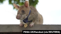 Magawa, seekor tikus pengendus ranjau, digambarkan di Siem Reap, Kamboja, dalam gambar selebaran tak bertanggal ini yang diberikan kepada Reuters pada 25 September 2020. (Foto: PDSA UK/Handout via REUTERS)