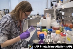 Leslie Mitchell, works at a New York University lab, where researchers are building man-made yeast DNA. Mitchell says it took her a couple months to build her chromosome. She says they are learning new rules about how cells operate. (AP Photo/Mary Altaffer)