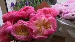 NO COMMENT: Ռուսաստանում արգելել են հոլանդական ծաղիկները