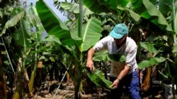 Farmer Antonio Brito Alvarez, 65, removes the ash from a banana leaf in his field, which has been affected by the ash from the volcano eruption in the Cumbre Vieja park, at Los Llanos de Aridane on the Canary Island of La Palma, Spain, September 23, 2021.