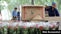 Đại diện nơi cung cấp hoa được trích lời cho biết cho biết, đơn vị này thường mua các loại thùng có sẵn về đựng hoa rồi sau đó mang đi phân phối.