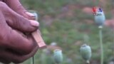 Addiction in Myanmar's Opium Growing Region