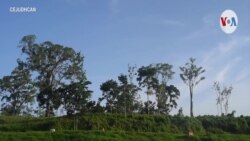 Persiste invasión de colonos a pueblos indígenas de Nicaragua según la CIDH