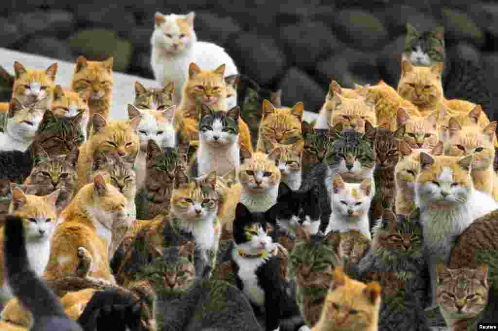 Cats crowd the harbor on Aoshima Island in the Ehime prefecture in southern Japan. An army of cats rules the remote island, curling up in abandoned houses or strutting about in a fishing village that is overrun with felines outnumbering humans six to one.