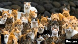 FILE - Cats crowd the harbor on Aoshima Island in the Ehime prefecture in southern Japan, Feb. 25, 2015.