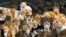 FILE - Cats crowd the harbor on Aoshima Island in the Ehime prefecture in southern Japan, Feb. 25, 2015.