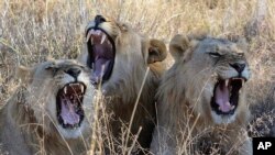 FILE—In this photo taken June 15, 2014, lions yawn in the Madikwe Game Reserve, South Africa. 