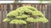ایٹمی حملے میں محفوظ رہنے والے بونسائی درخت کی 400 ویں سالگرہ