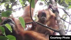 Orangutan Tapanuli (Pongo Tapanuliensis). (Foto: Courtesy YEL-SOCP)