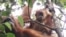 Orangutan Tapanuli (Pongo Tapanuliensis). (Foto: Courtesy YEL-SOCP)