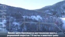 Мост для лосей