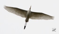 Velika bijala čaplja (Ardea alba)- bara Tišina kod Šamca