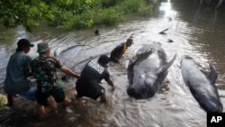 Rescuers pull dead whales ashore in Probolinggo, East Java, Indonesia on June 16, 2016 during a mass rescue operation of stranded whales. Most of more than 30 stranded whales were managed to be pulled into the deep sea, an official said.
