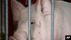 Un cochon importé de la Chine lors d’une exposition mondiale des porcs à Des Moines, Iowa, 2 juin 2009. 