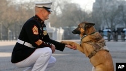 Gunnery sergeant Christopher Willingham, of Tuscaloosa, Alabama, USA, poses with retired US Marine dog Lucca, after receiving the PDSA Dickin Medal, awarded for animal bravery, equivalent of the Victoria Cross, at Wellington Barracks in London, Tuesday, A