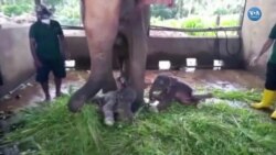 Yetimhanede Doğan İkiz Fil Yavruları