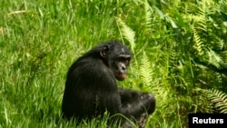 FILE - A bonobo ape, a primate unique to Congo and humankind's closest relative, sits in the grass at a sanctuary just outside the capital Kinshasa, Oct. 31, 2006. 