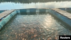 FILE - A view of fish farming pond on the Dibamba river, near Douala, Cameroon, June 24, 2021. 