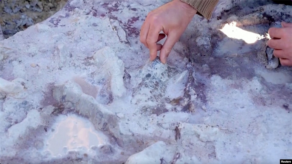 Scientists from the National Geological Institute in Warsaw and Grzegorz Niedzwiedzki from Uppsala University in Sweden found the remains of footprints and bones were found in a clay mine in Borkowice, 130 kilometers south of Warsaw. (Handout via Reuters)
