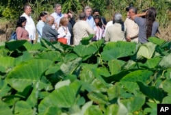 El exsecretario de Agricultura de EE.UU. Thomas Vilsack (centro a la derecha), y el senador Jeff Merkley de Oregón (izq. de Vilsack), visitan una granja orgánica en Guira de Melenas, cerca de La Habana en una visita oficial para tratar de impulsar el comercio con Cuba. Nov. 13, 2015.