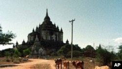 A young Burmese boy tends his family's cows near the Thatbinnyu Temple in Bagan Saturday December 27, 1997. The temple, the tallest in Bagan, is one of 13,000 temples built on the plain which surrounds the city during the Era of the Temple Builders, a two