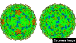 The protein coat of the “missing link” cold virus, Rhinovirus C (right), has significant differences from the more observable and better studied Rhinovirus A. Those differences explain why no effective drugs have yet been developed.