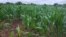 Maize stock borer is devastating crops in Kezi and other regions in Zimbabwe