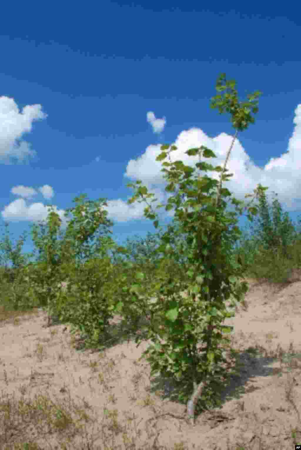 日漸長大的樹苗