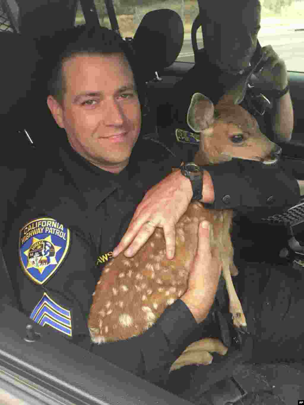 在美国加利福尼亚州公路巡逻队2018年7月28日发布的这张照片中，大卫&middot;福森中士抱着在雷丁附近的野火中救出来的小鹿（ffawn），这只小鹿只有一个月大，没有母亲。