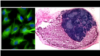 Re-Growing Human Body Parts