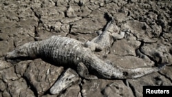 Dead yacare caimans are seen in the dried-out bed of the Pilcomayo River in Boqueron, Paraguay, Aug. 14, 2016.