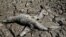 Dead yacare caimans are seen in the dried-out bed of the Pilcomayo River in Boqueron, Paraguay, Aug. 14, 2016.
