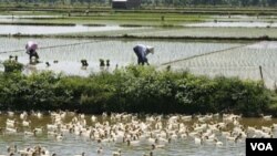 Tantangan utama dalam meningkatkan ketahanan pangan di Indonesia adalah jumlah lahan pertanian yang semakin berkurang (foto: dok).