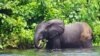  VOA Special Report: Saving Gabon's Forest Elephants