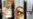 With Egypt in Chaos, Mubarak Misses Court Session