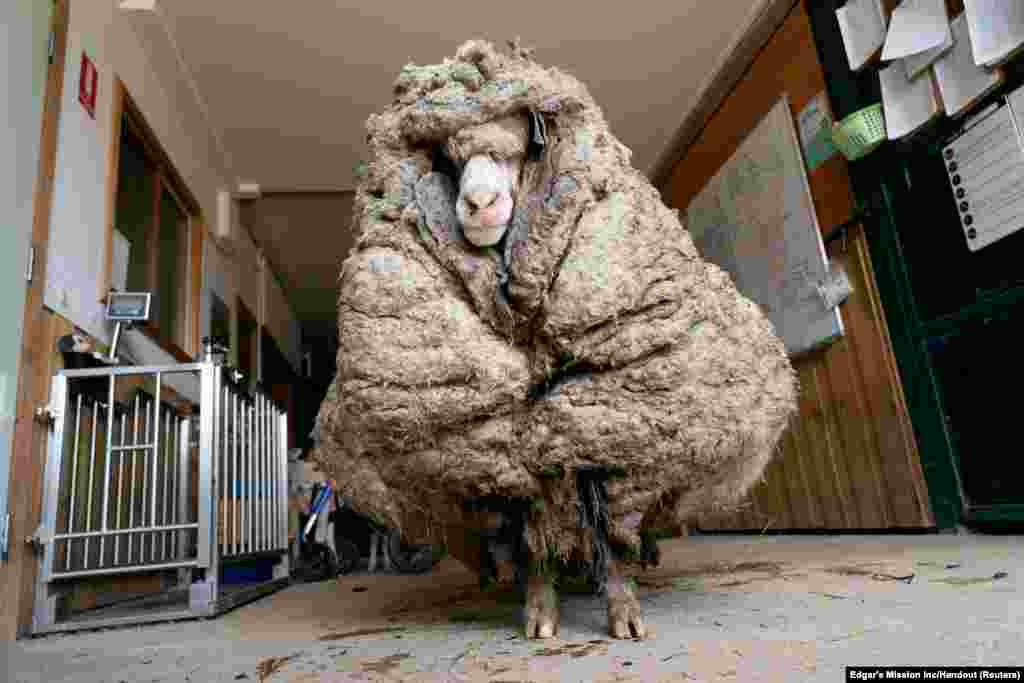 Sheep Baarack is seen before his thick wool was shorn in Lancefield, Victoria, Australia. The sheep, found wandering wild in an Australian forest, was liberated from years&#39; worth of wool weighing 78 pounds.