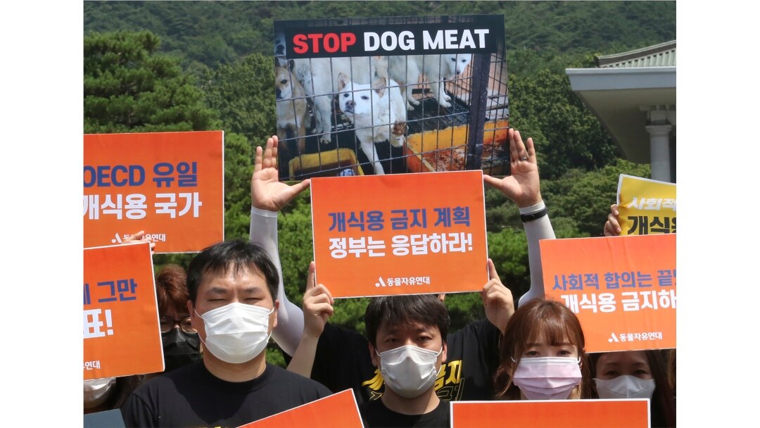 Aktivis hak-hak hewan Korea Selatan berunjuk rasa menentang budaya Korea Selatan memakan daging anjing di dekat Gedung Biru Kepresidenan Korea Selatan di Seoul, Kamis, 16 Juli 2020.