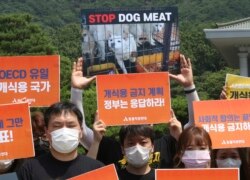 Aktivis hak-hak hewan Korea Selatan berunjuk rasa menentang budaya Korea Selatan memakan daging anjing di dekat Gedung Biru Kepresidenan Korea Selatan di Seoul, Kamis, 16 Juli 2020.