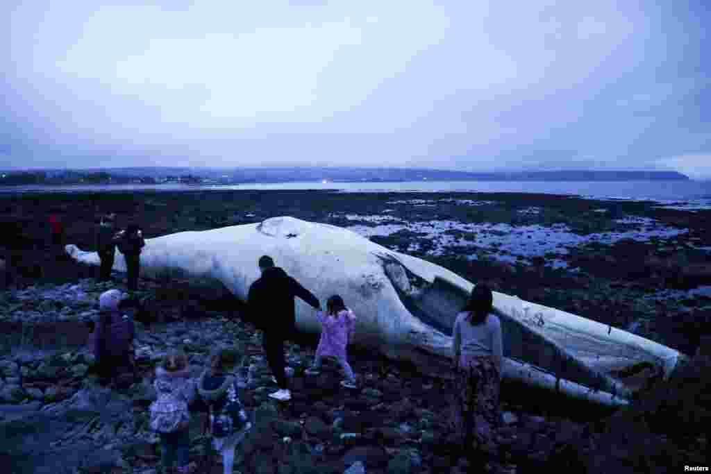 People walk around a deceased fin whale washed up on Ballinclamper beach, near Dungarvan, Ireland, Jan. 20, 2025. 