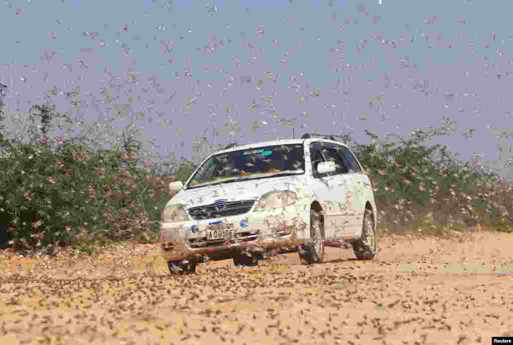 A motorist drives through desert locusts on the outskirt of Dusamareb in Galmudug region, Somalia.
