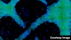 This image shows growth progress in an experiment, conducted by a research team from the Massachusetts Institute of Technology (MIT), to grow a wood-like structure in a laboratory from cells taken from a zinnia plant. (MIT/Microsystems Technology Laborato