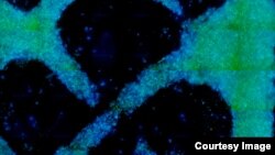 This image shows growth progress in an experiment, conducted by a research team from the Massachusetts Institute of Technology (MIT), to grow a wood-like structure in a laboratory from cells taken from a zinnia plant. (MIT/Microsystems Technology Laboratory)